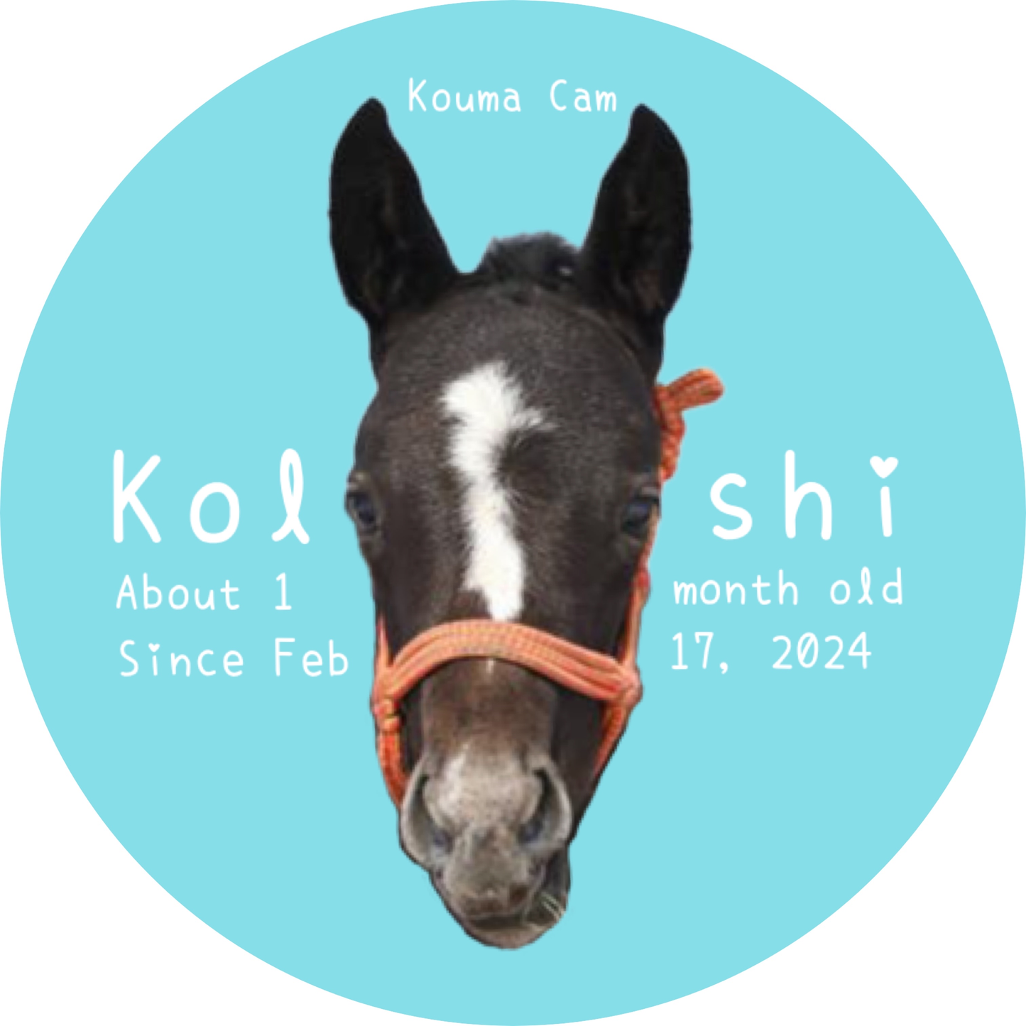 仔馬シール (11枚セット)