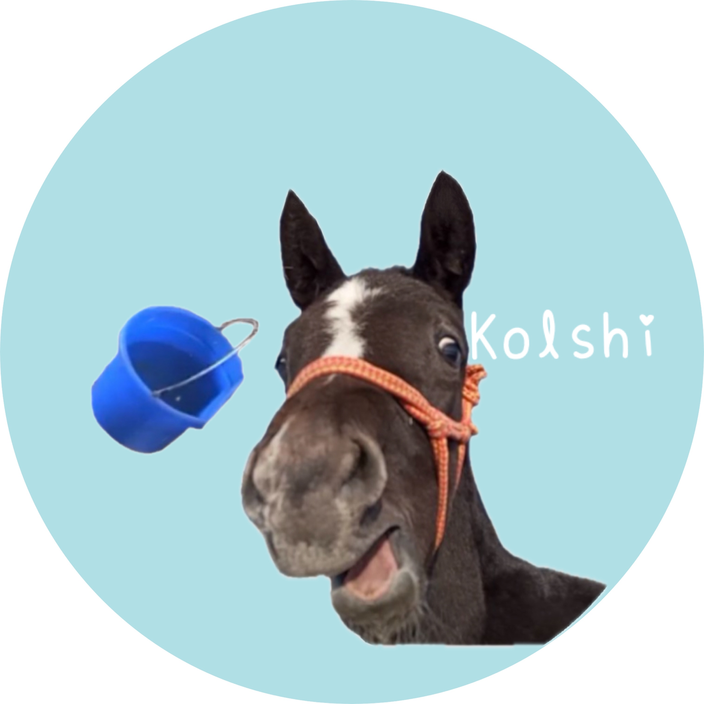 仔馬シール (11枚セット)